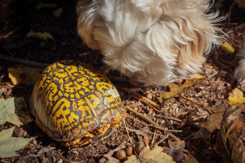 A dog and a turtle together